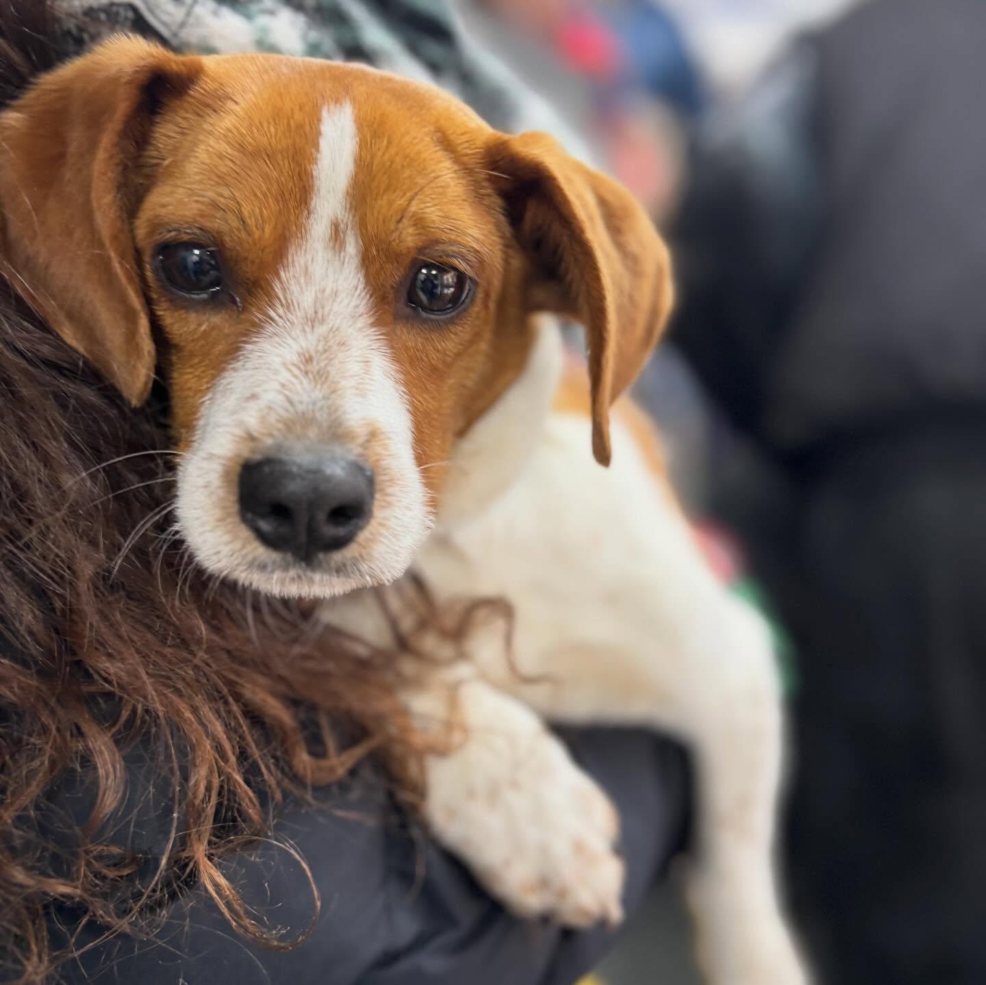 JoJo, adopted, Young Male Beagle & Terrier.