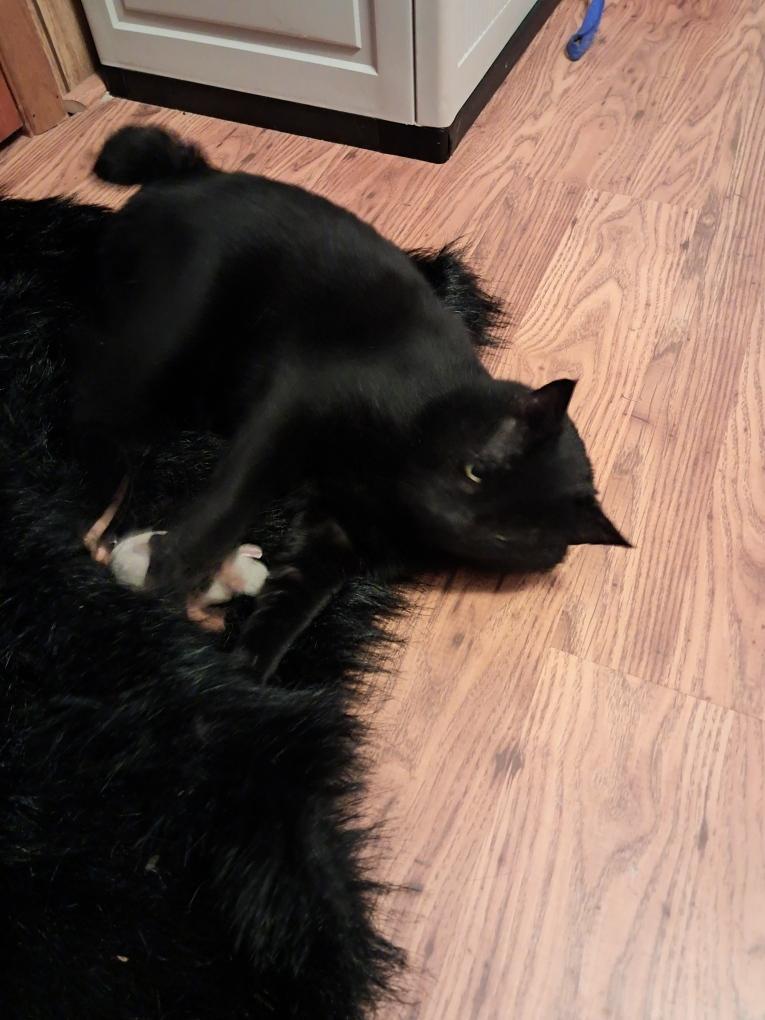 Bobcat, Adoptable, Adult Male Domestic Short Hair.