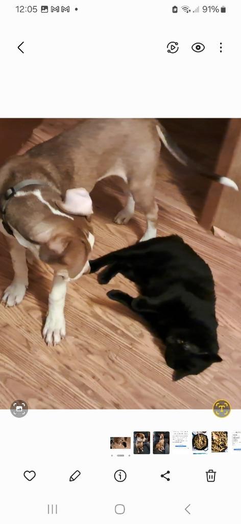 Enlarge Bobcat, a Adoptable Domestic Short Hair in Philippi, WV image 2/3