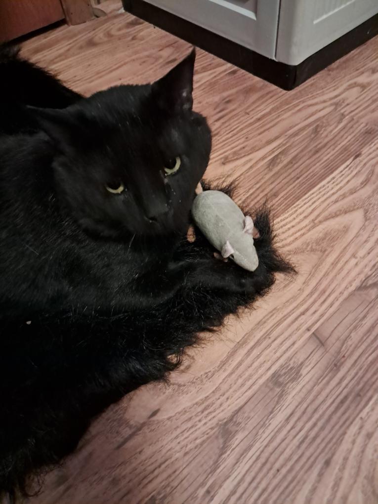 Bobcat, Adoptable, Adult Male Domestic Short Hair.