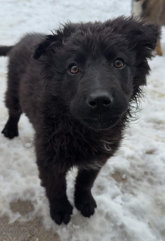 Pumpernickel, Adoptable, Puppy Male Mixed Breed.