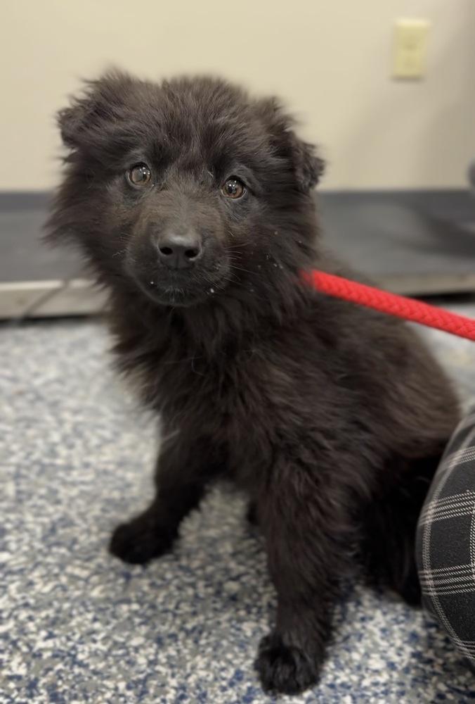 Pumpernickel, Adoptable, Puppy Male Mixed Breed.