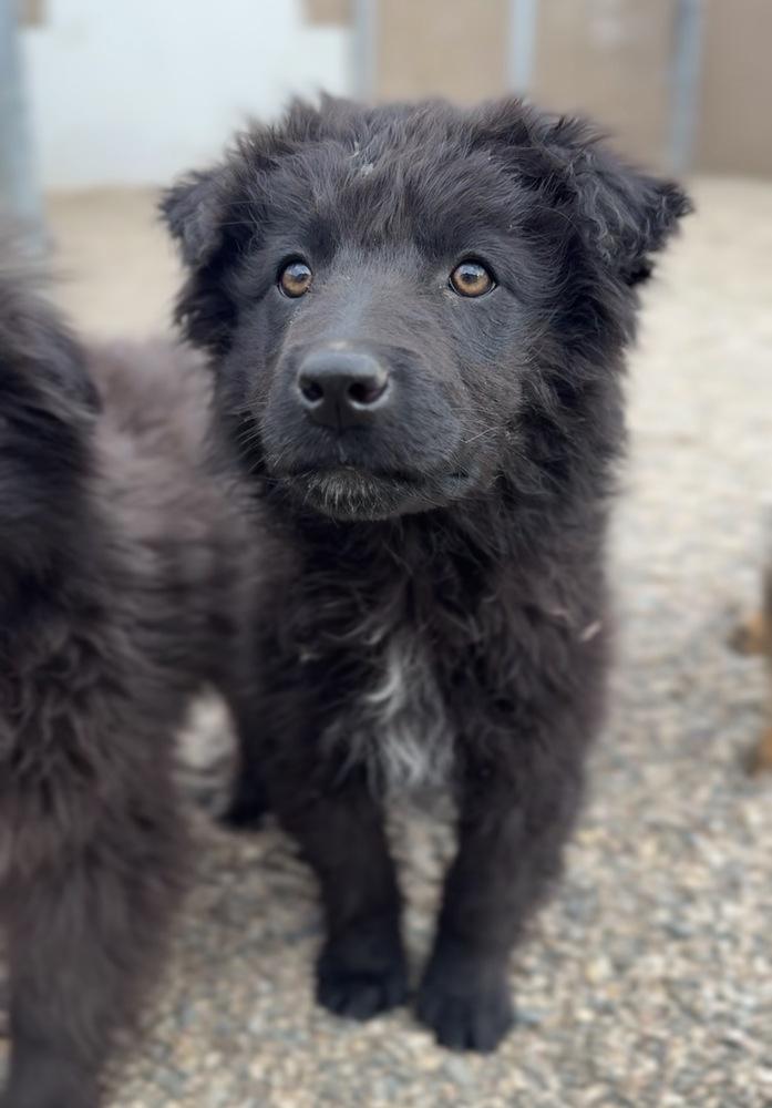 Enlarge Pumpernickel, a Adoptable mixed breed in Bemidji, MN image 2/2