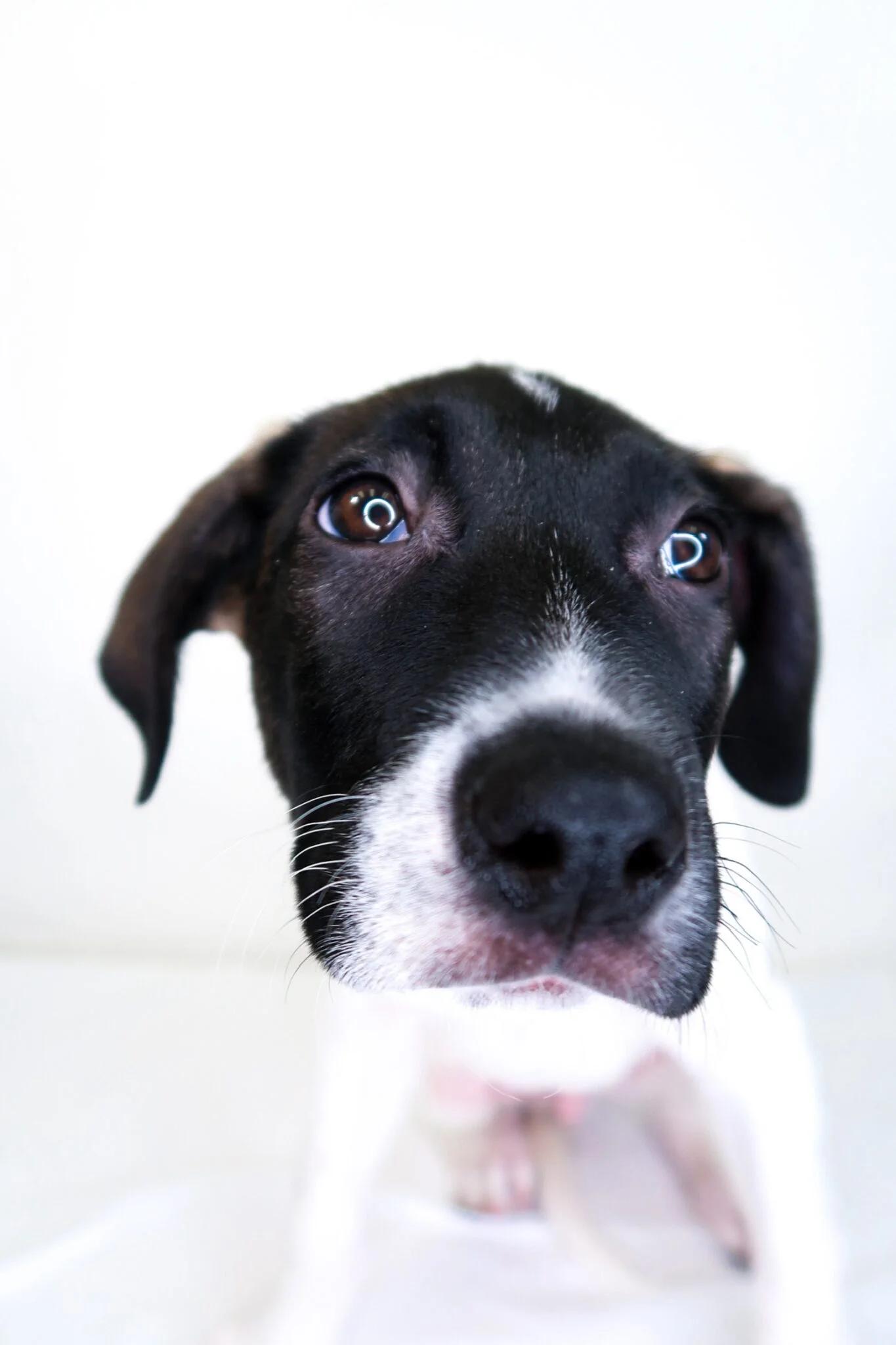 Enlarge Andrew, a Adoptable mixed breed in Bixby, OK image 2/6