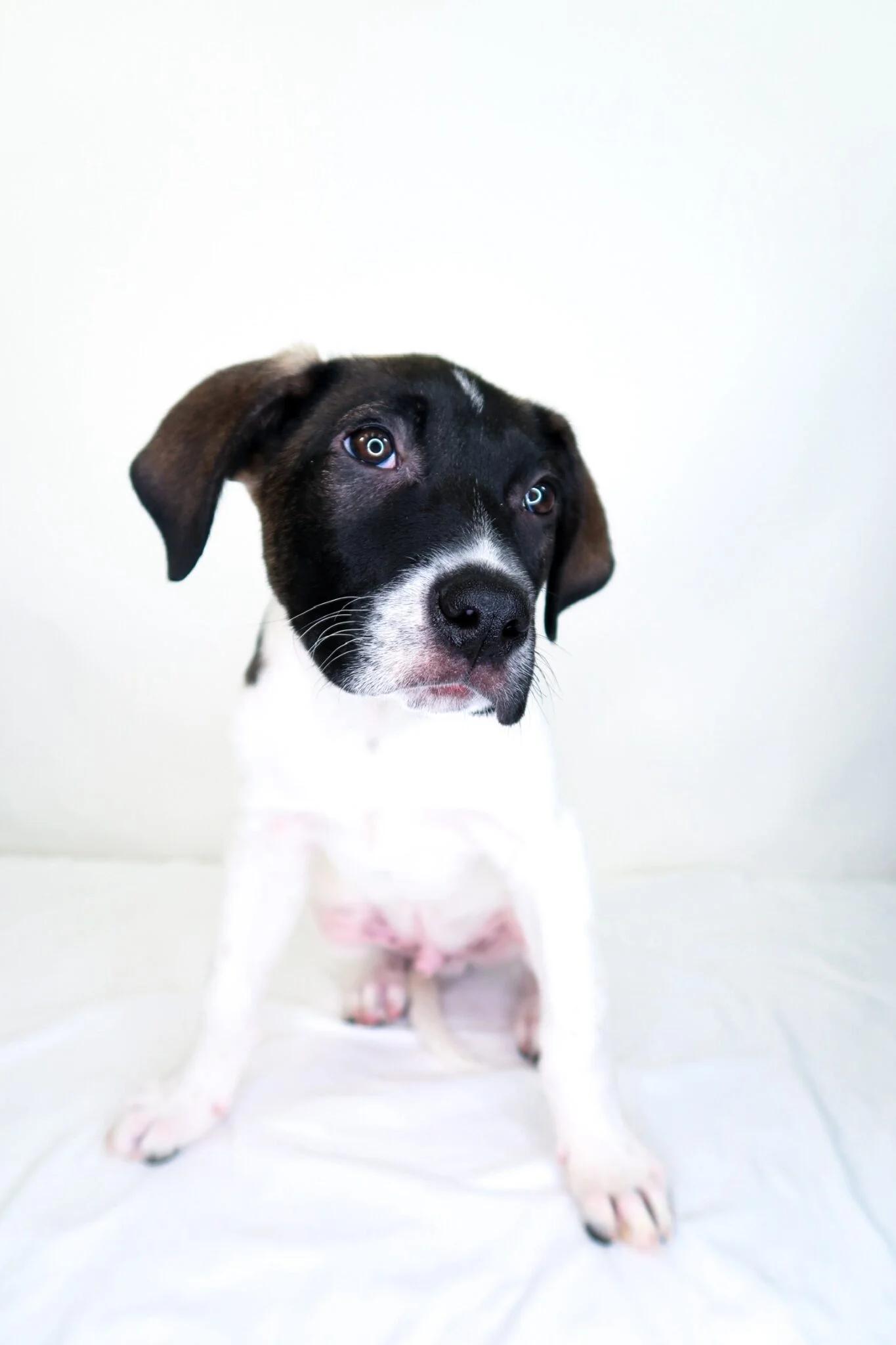 Enlarge Andrew, a Adoptable mixed breed in Bixby, OK image 6/6