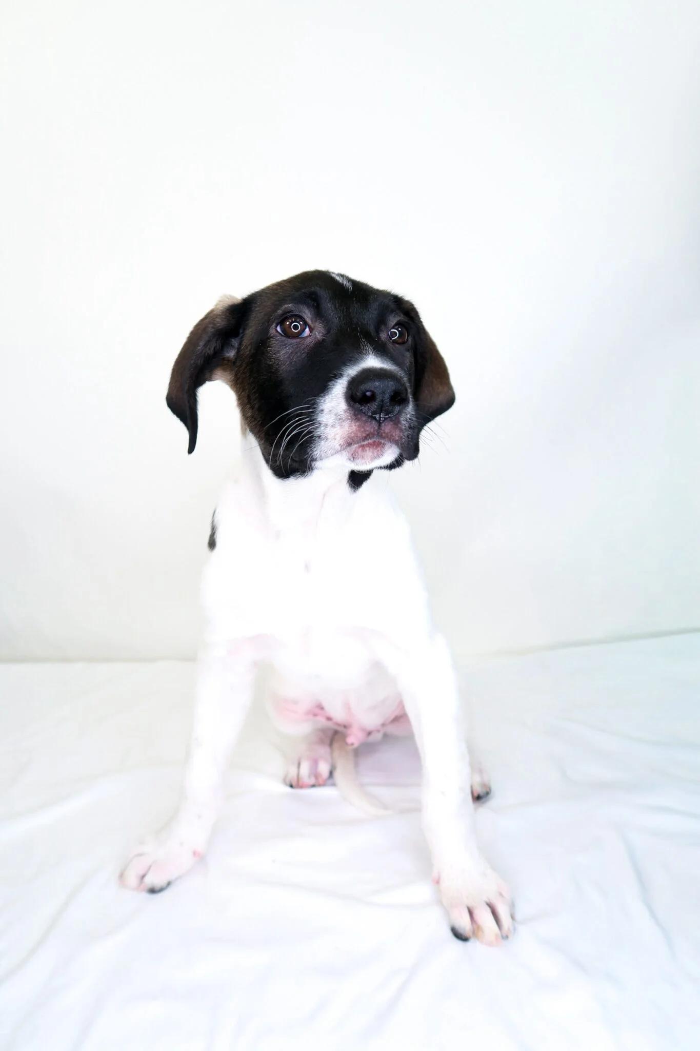 Enlarge Andrew, a Adoptable mixed breed in Bixby, OK image 5/6