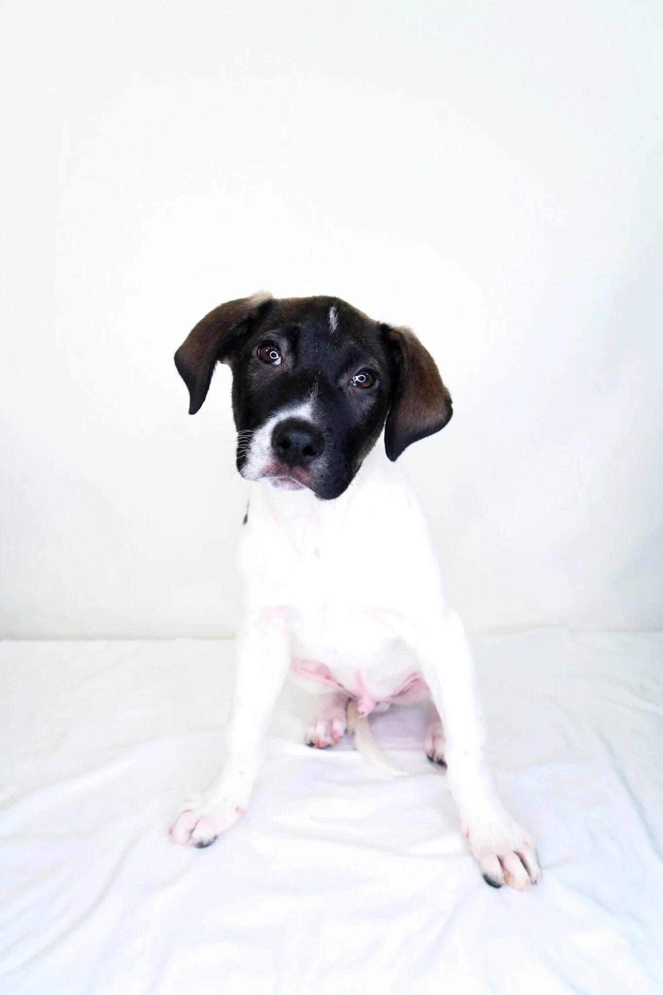 Andrew, Adoptable, Puppy Male Terrier.