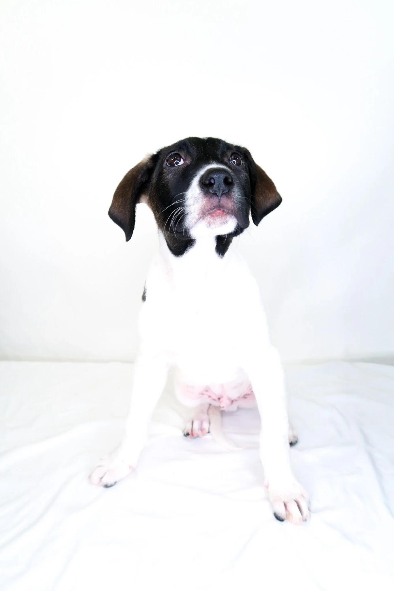 Enlarge Andrew, a Adoptable mixed breed in Bixby, OK image 4/6