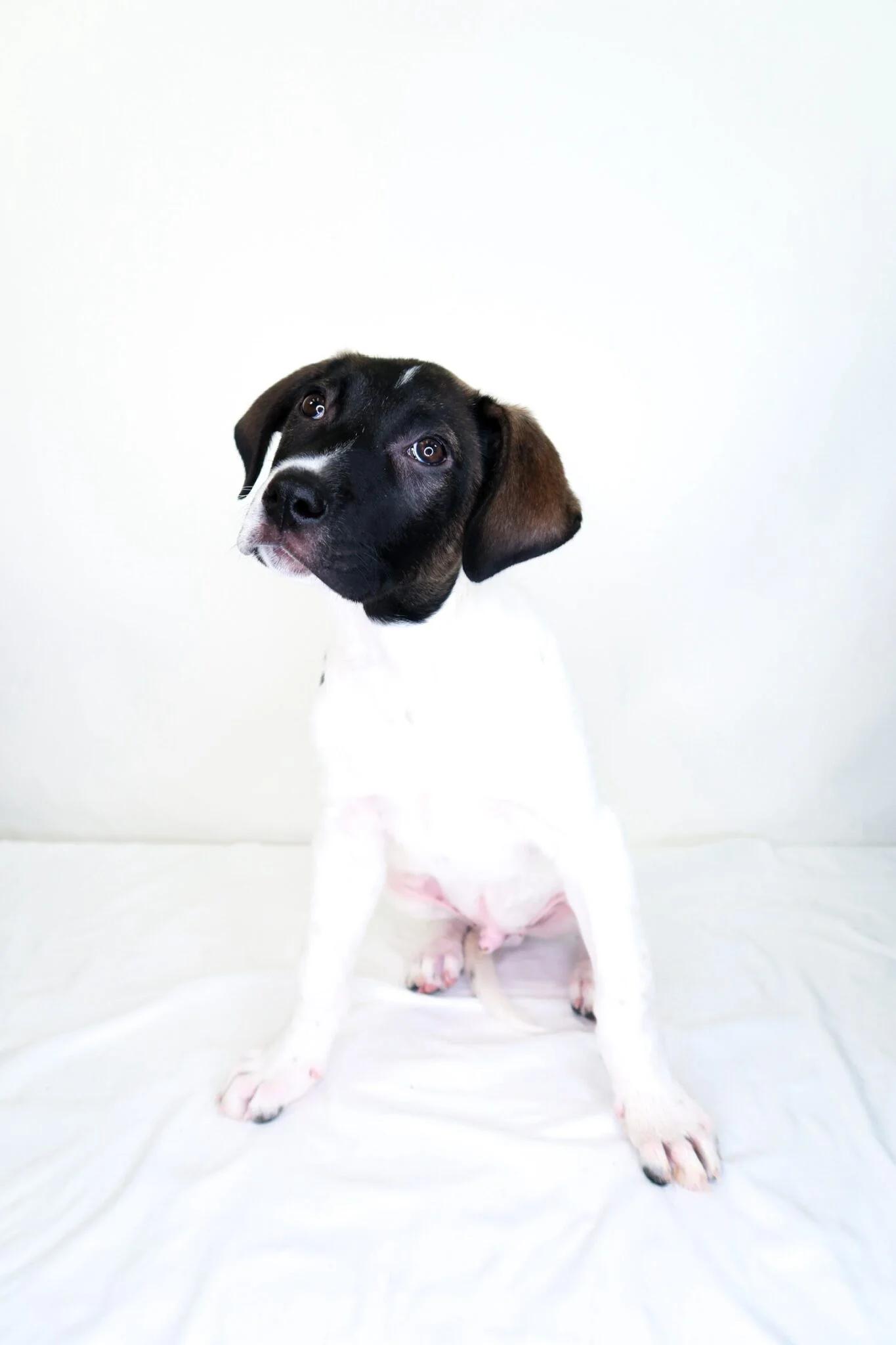 Enlarge Andrew, a Adoptable mixed breed in Bixby, OK image 3/6