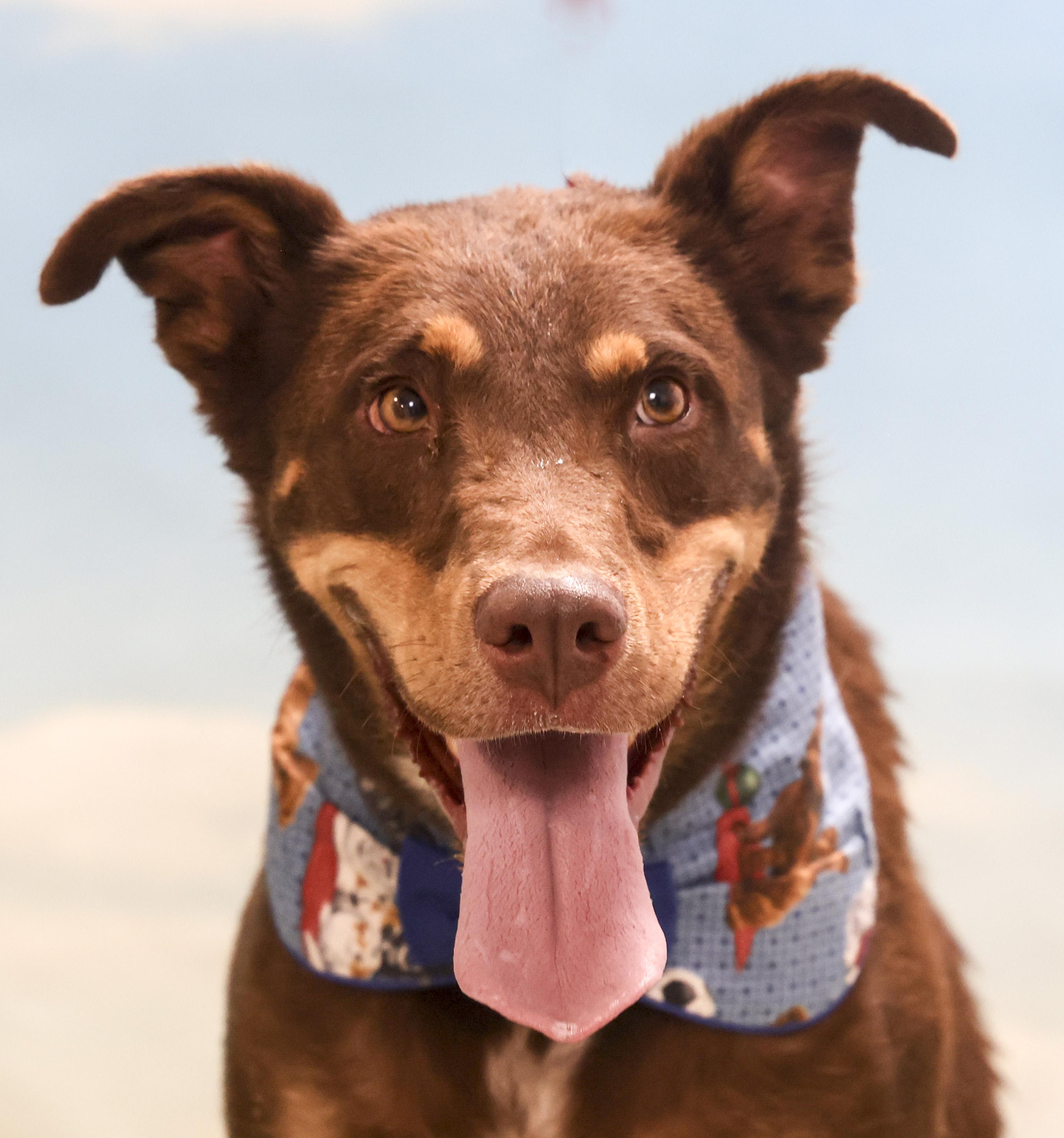 Bear, a Adoptable mixed breed in Casa Grande, AZ image 1/6