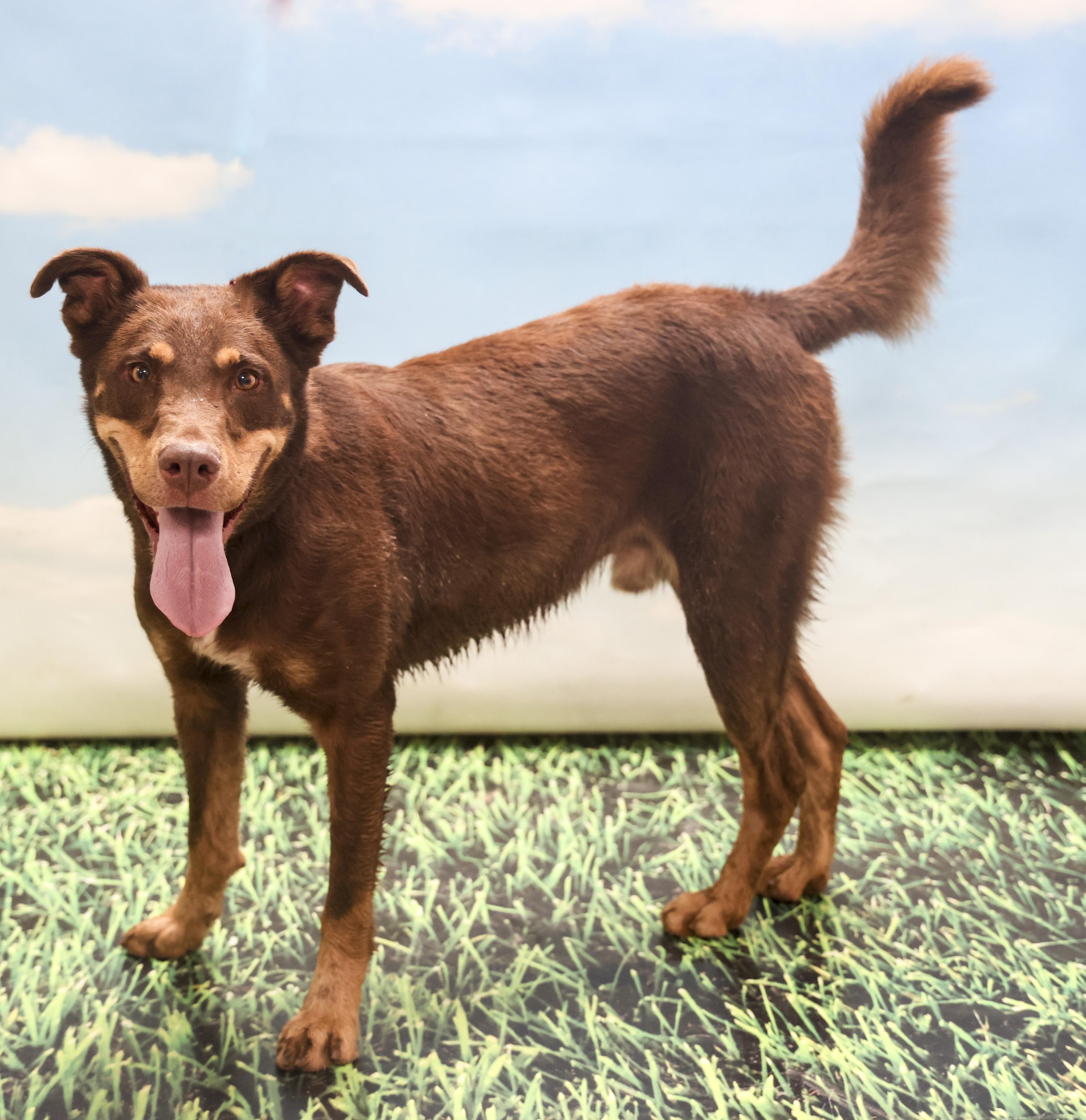Bear, a Adoptable mixed breed in Casa Grande, AZ image 5/6