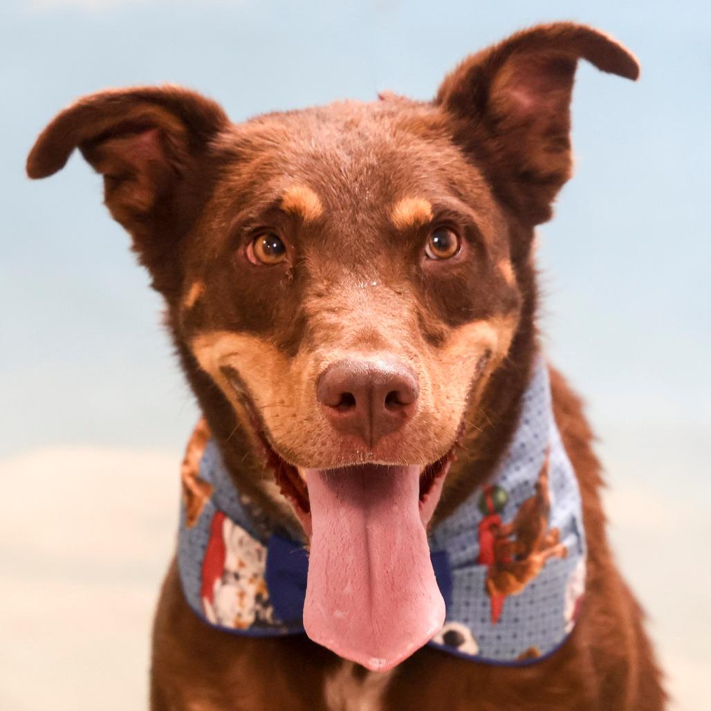Bear, Adoptable, Adult Male Australian Shepherd & Mixed Breed.