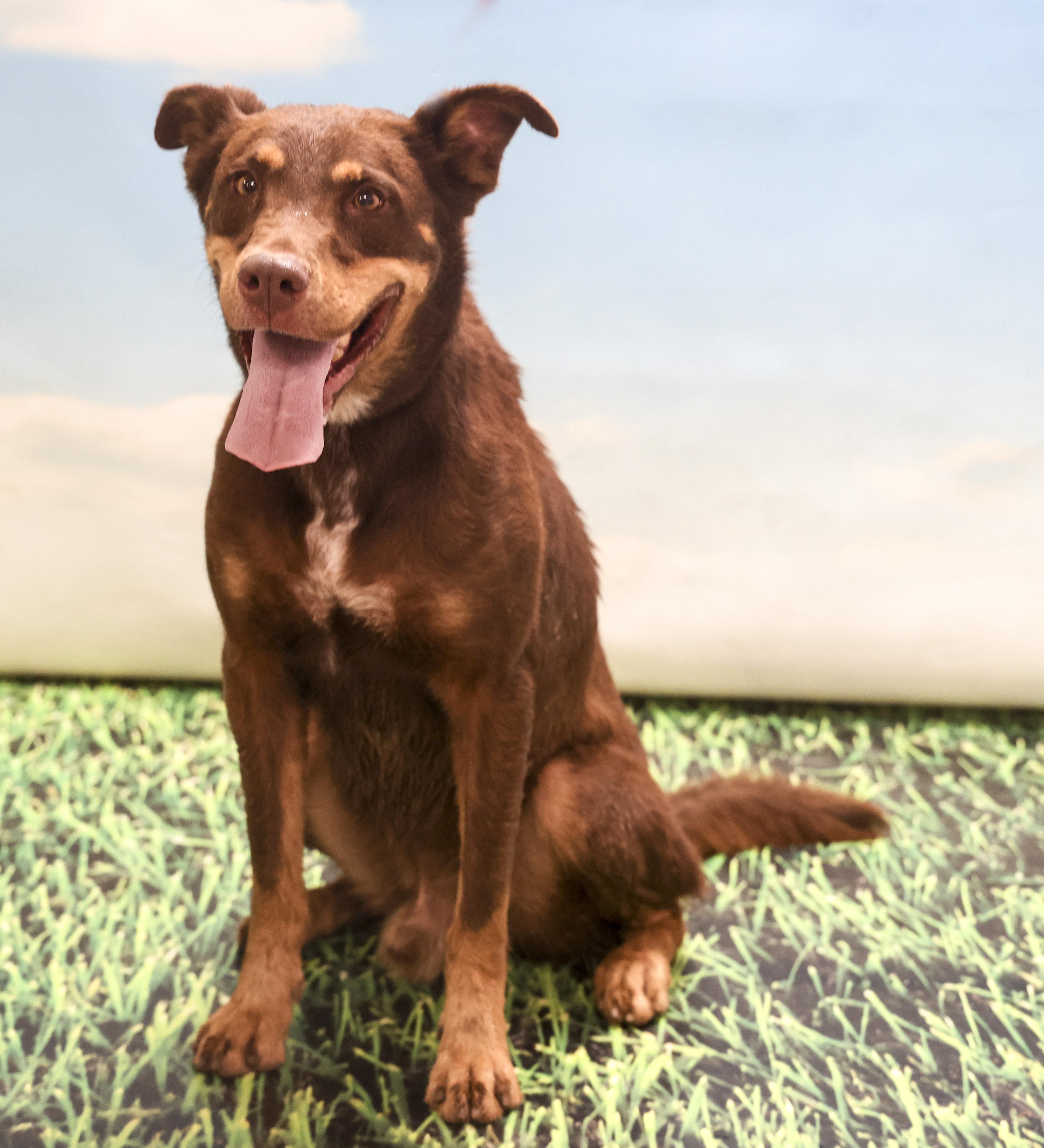 Bear, a Adoptable mixed breed in Casa Grande, AZ image 6/6