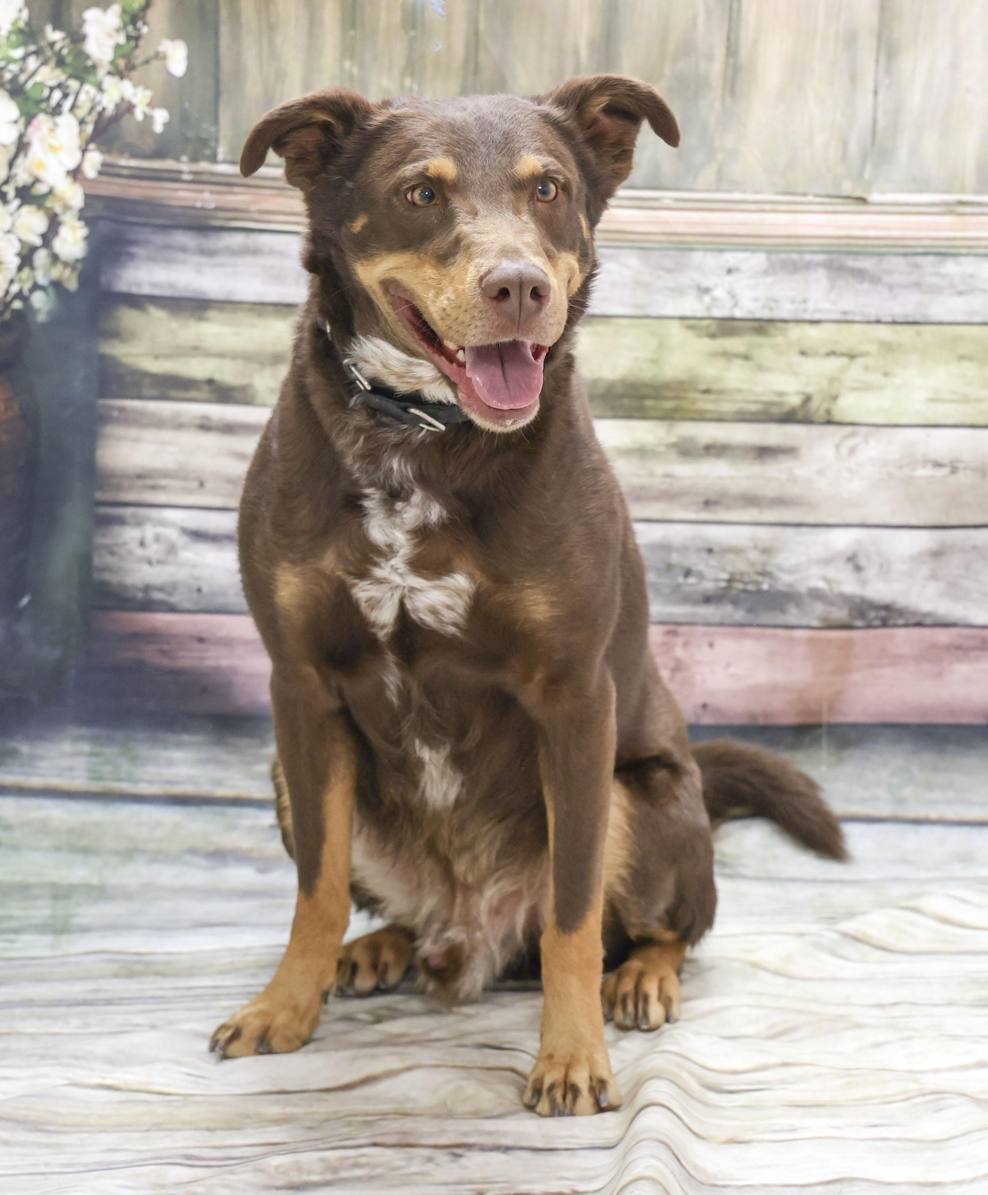 Bear, Adoptable, Young Male Australian Shepherd & Mixed Breed.