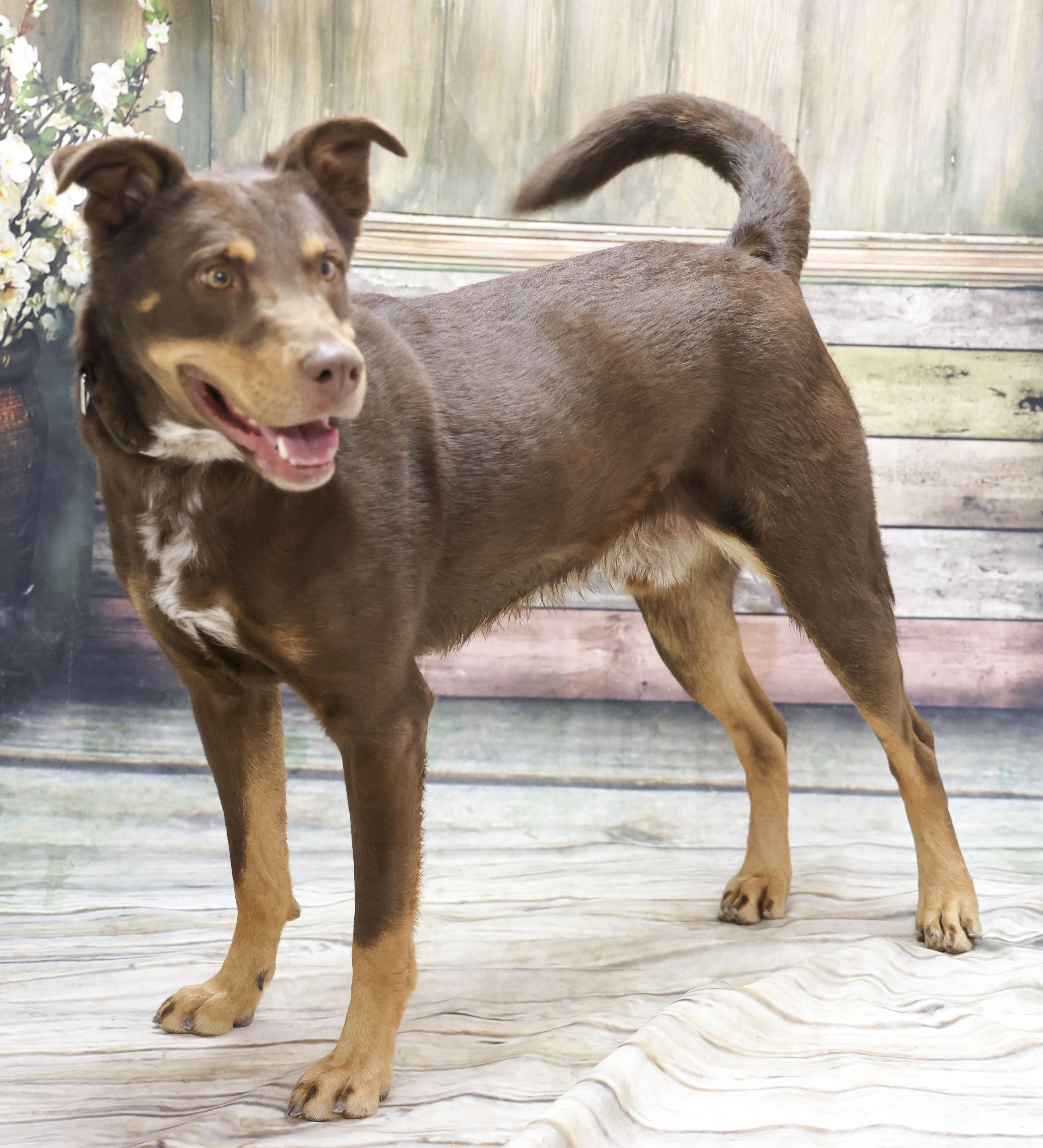Enlarge Bear, a Adoptable mixed breed in Casa Grande, AZ image 3/3