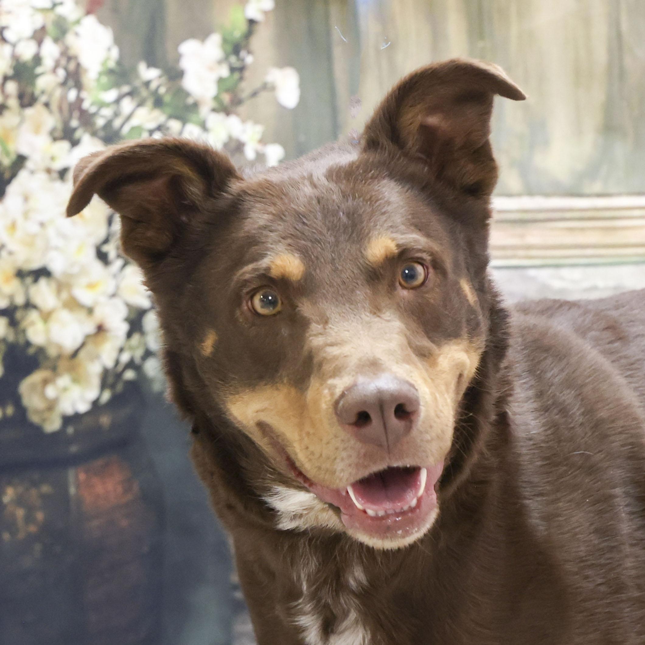 Enlarge Bear, a Adoptable mixed breed in Casa Grande, AZ image 2/3