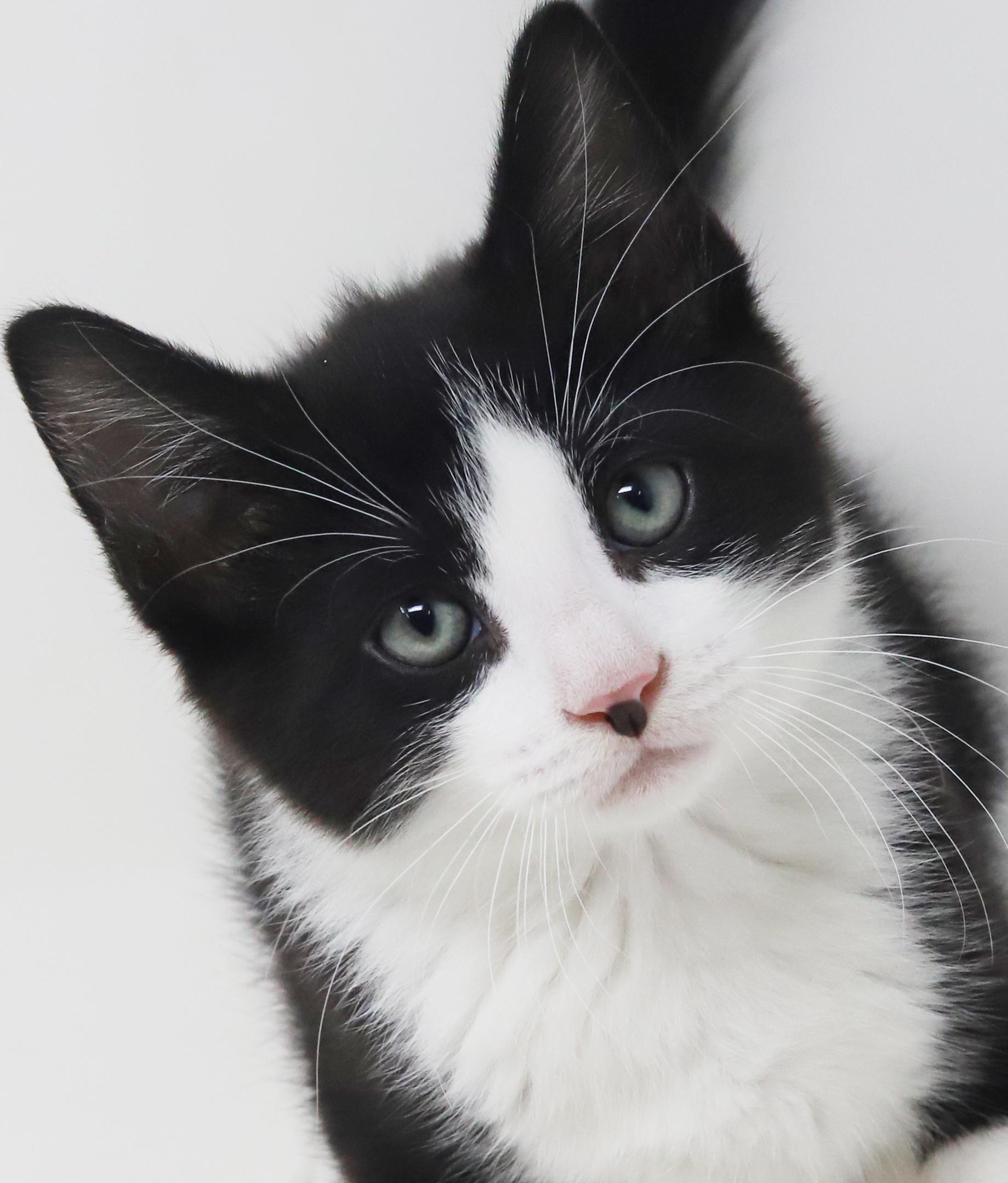 Yodel!  You will LOVE LOVE LOVE his cuddles and kisses!   , Adoptable, Kitten Male Tuxedo.