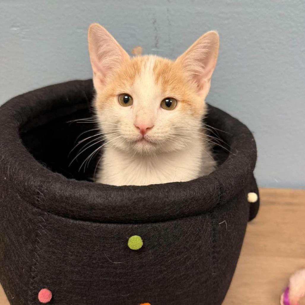 Enlarge Pier, a Adoptable Domestic Short Hair in New Port Richey, FL image 1/1