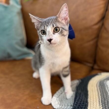 Atticus Finch — thumbnail 3