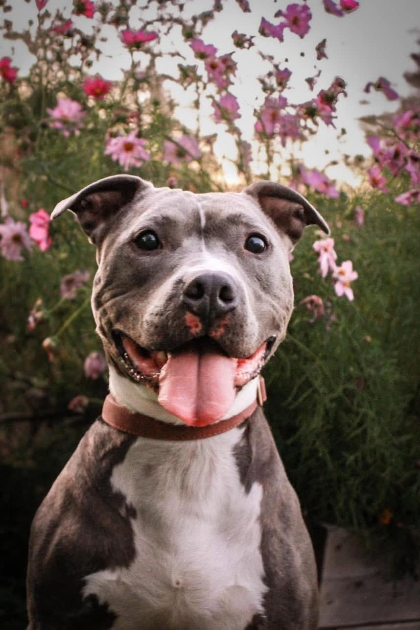 Rocco, ADOPTABLE, Adult Male Mixed Breed.