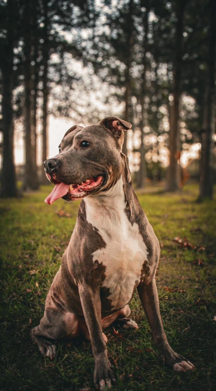 Enlarge Rocco, a ADOPTABLE mixed breed in Greenwood, IN image 4/6