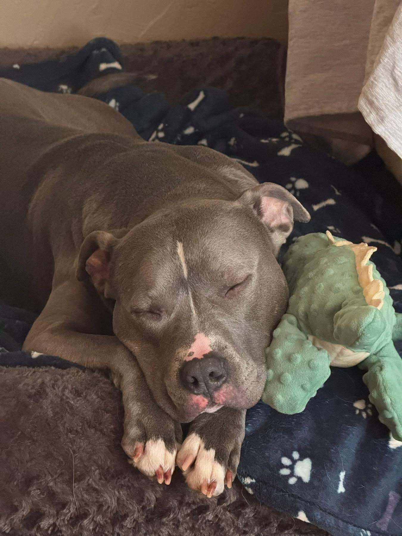 Rocco — thumbnail 3