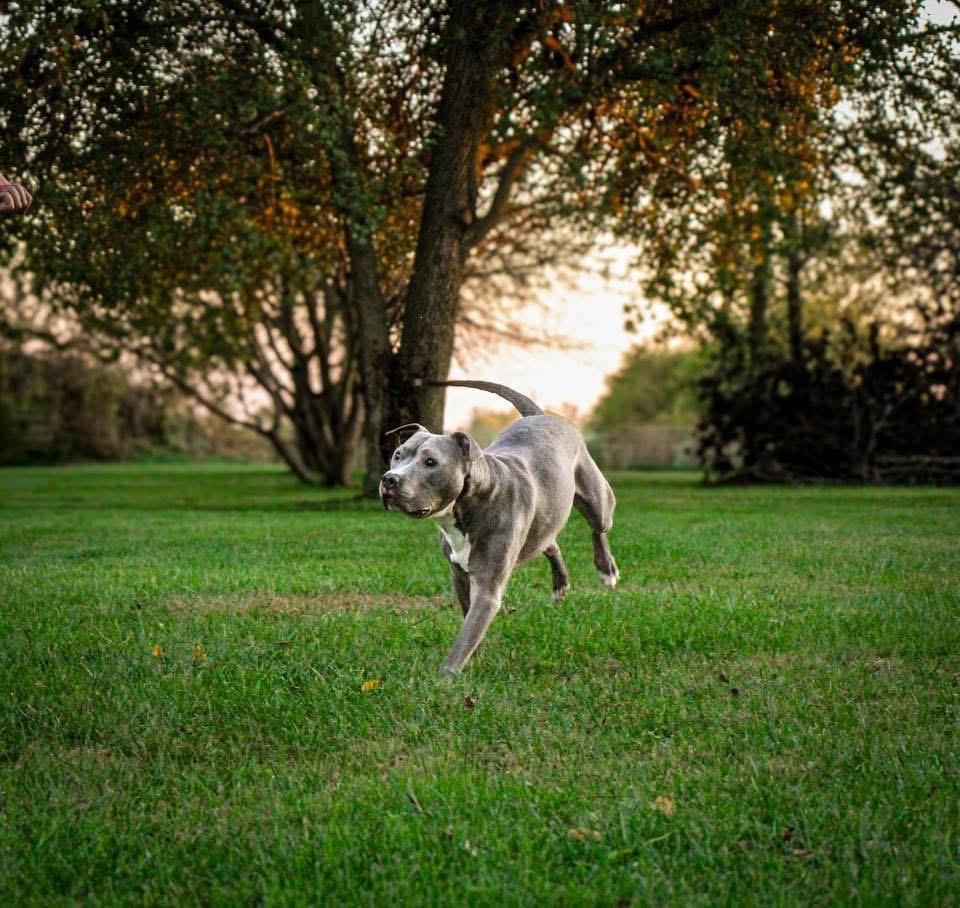 Rocco — thumbnail 4