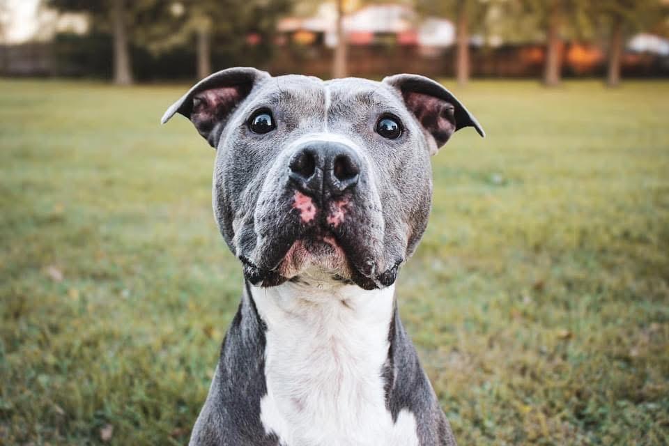 Enlarge Rocco, a ADOPTABLE mixed breed in Greenwood, IN image 3/6
