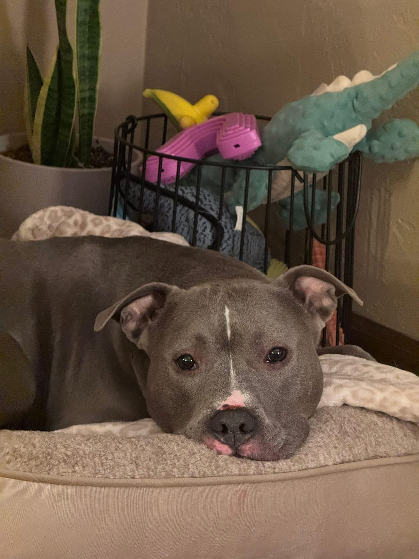 Enlarge Rocco, a ADOPTABLE mixed breed in Greenwood, IN image 6/6