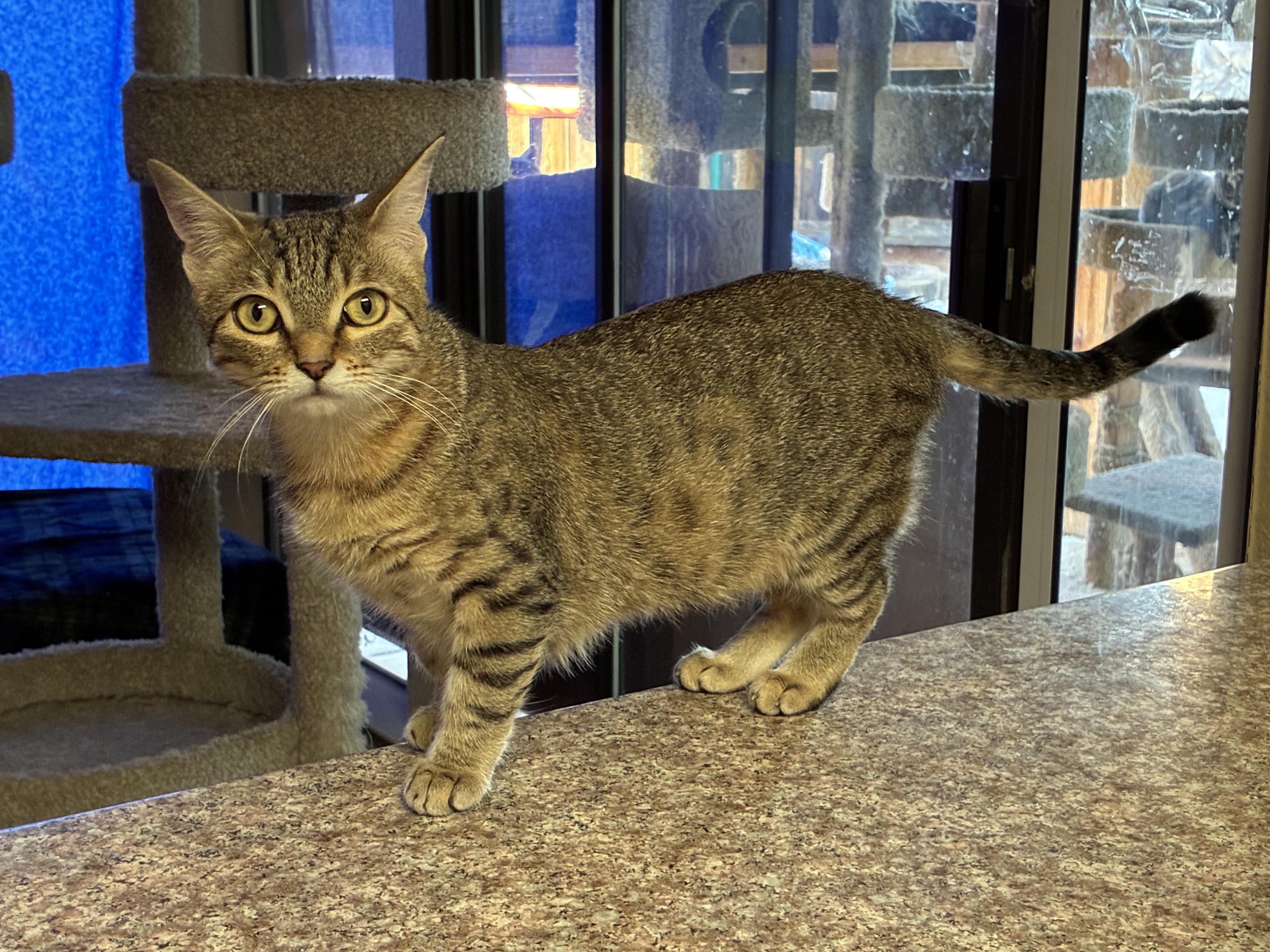 Enlarge Pixie, an adopted Domestic Short Hair in Antioch, CA image 1/1