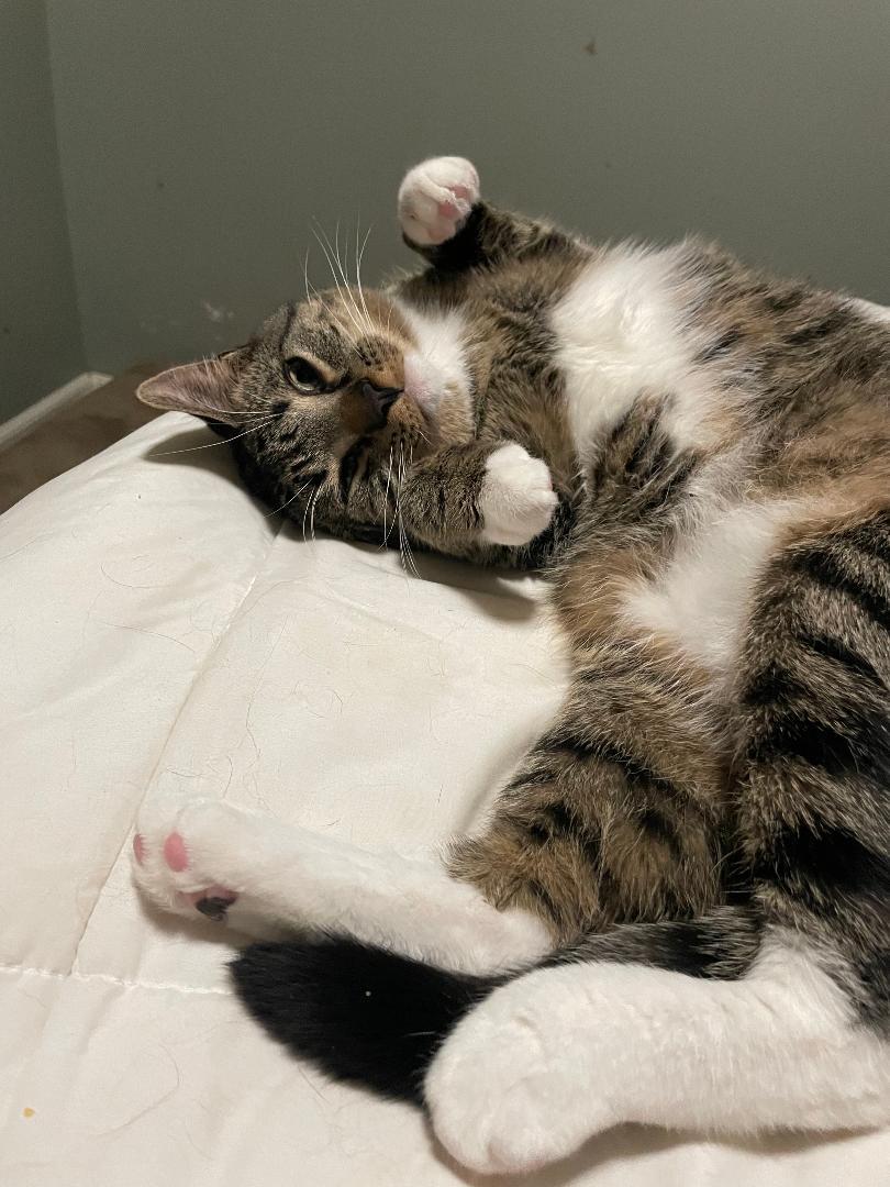 Mack cat photo 2