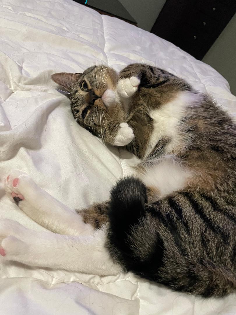 Mack cat