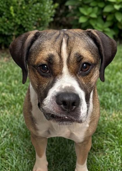 Tater, Adoptable, Young Male Terrier & Mixed Breed.