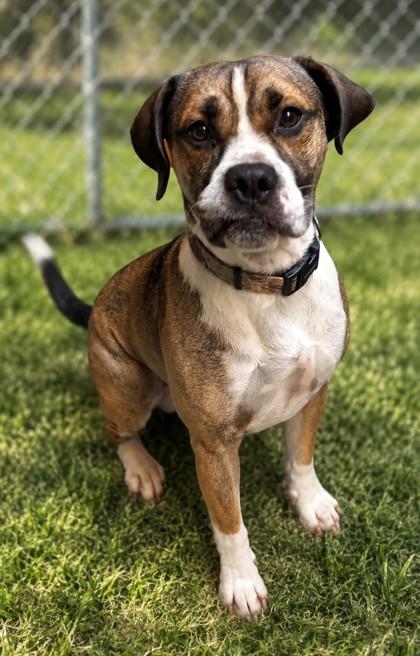 Enlarge Tater, a Adoptable mixed breed in Baraboo, WI image 2/3