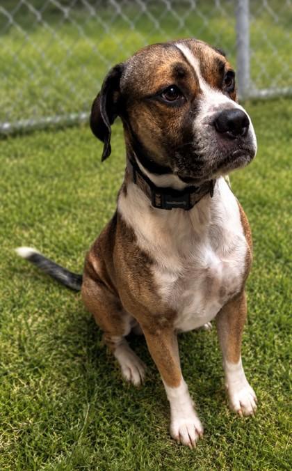 Enlarge Tater, a Adoptable mixed breed in Baraboo, WI image 3/3