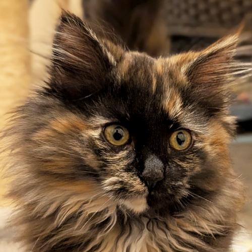 SABLE, ADOPTABLE, Kitten Female Tortoiseshell.