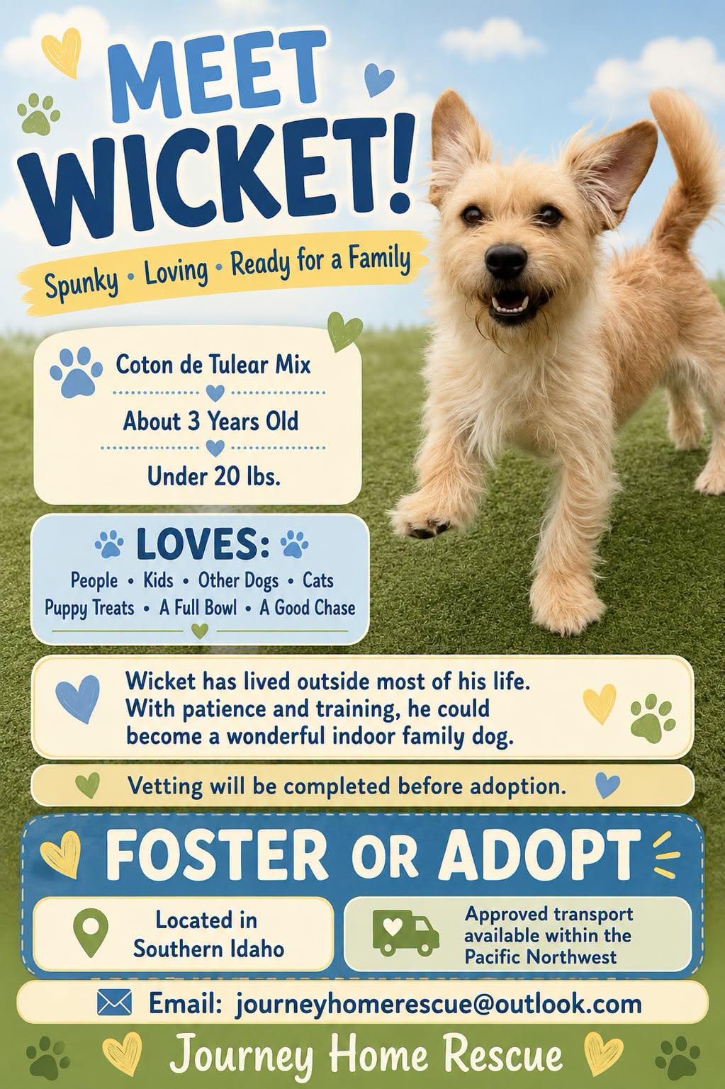 Enlarge Wicket, a ADOPTABLE mixed breed in East Wenatchee, WA image 1/1