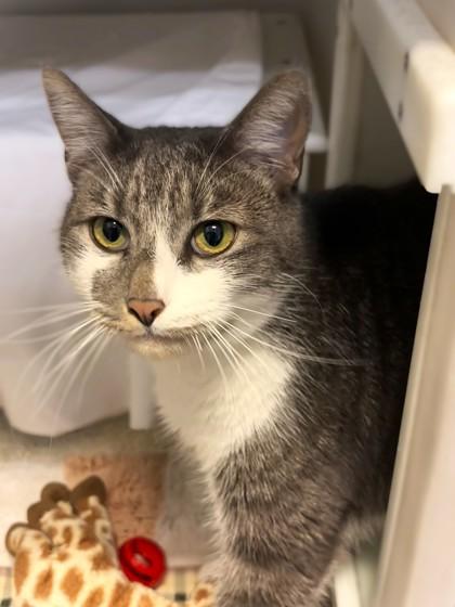 Geralt 1993-25, Adoptable, Adult Male Domestic Short Hair & Domestic Short Hair.