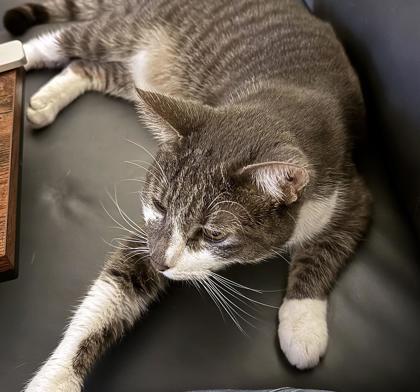 Enlarge Geralt 1993-25, a Adoptable mixed breed in Cumming, GA image 2/3