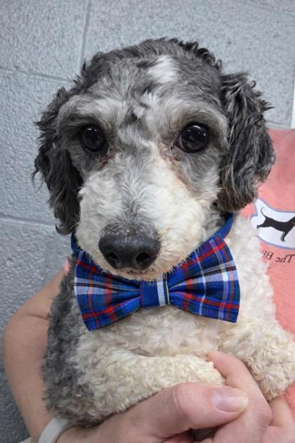 Finley, Adoptable, Adult Male Poodle.