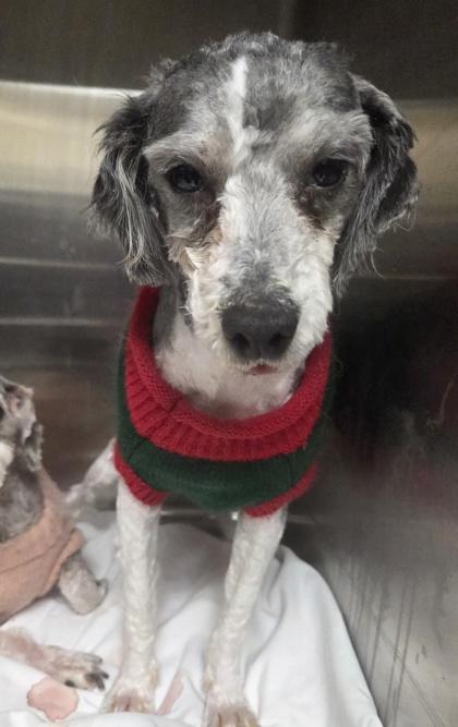 Enlarge Finley, a Adoptable Poodle in Malvern, PA image 2/2