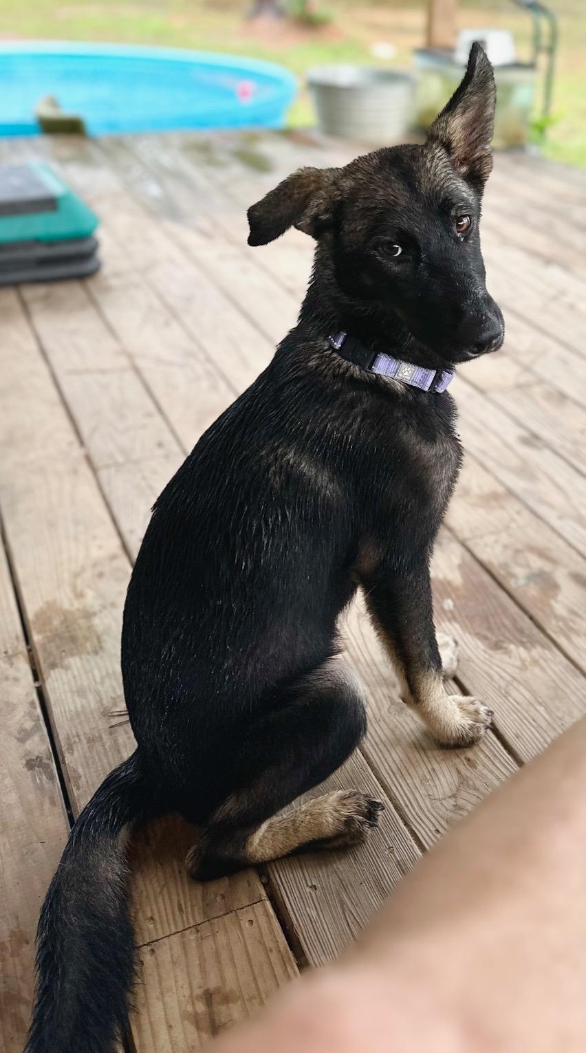 Lantana the miniature shepherd mix!