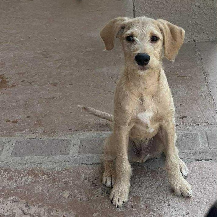 Eeyore, an adoptable Labradoodle in Boise, ID, 83704 | Photo Image 1