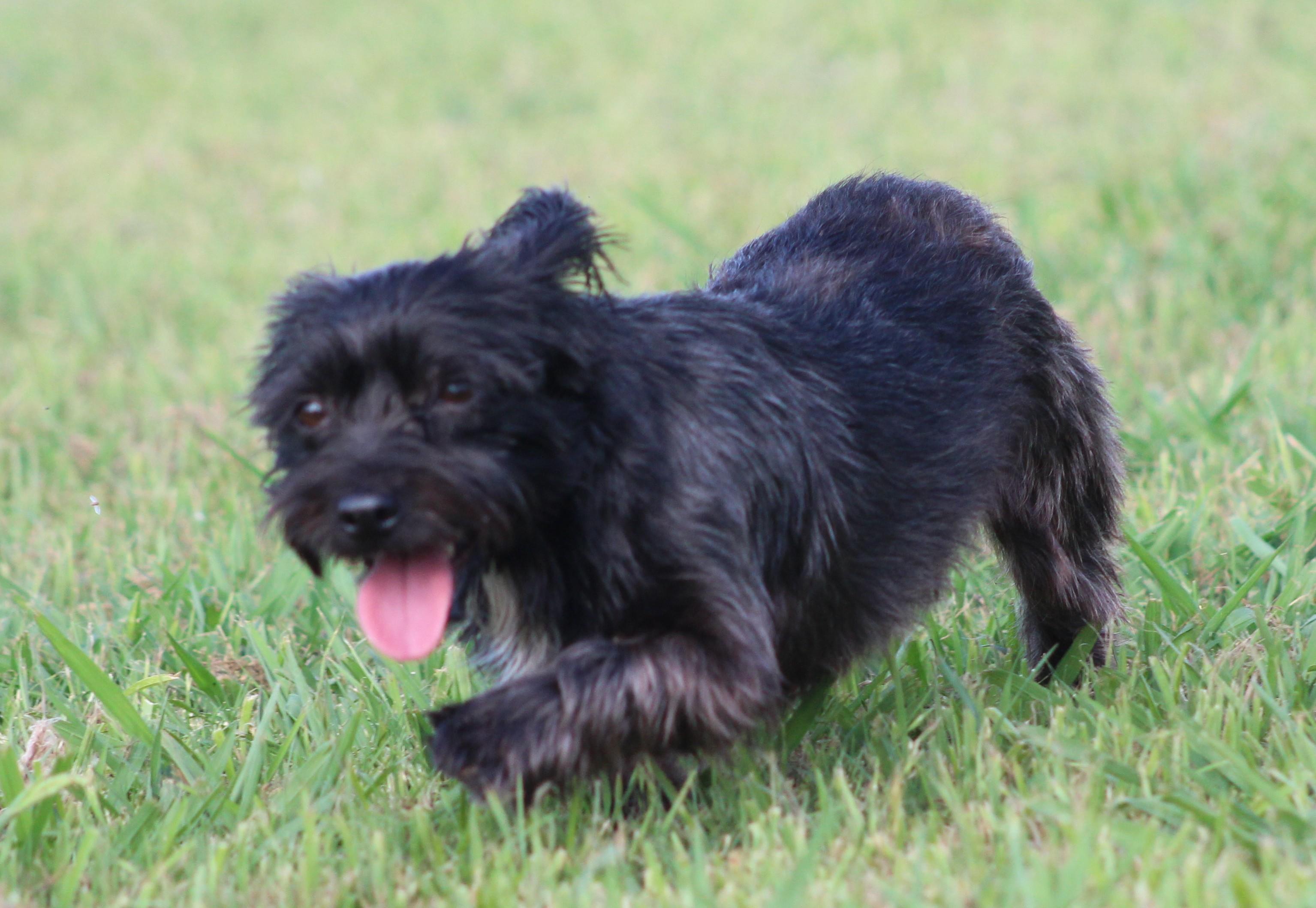 Stella, a ADOPTABLE Yorkshire Terrier in Temple, TX image 6/6