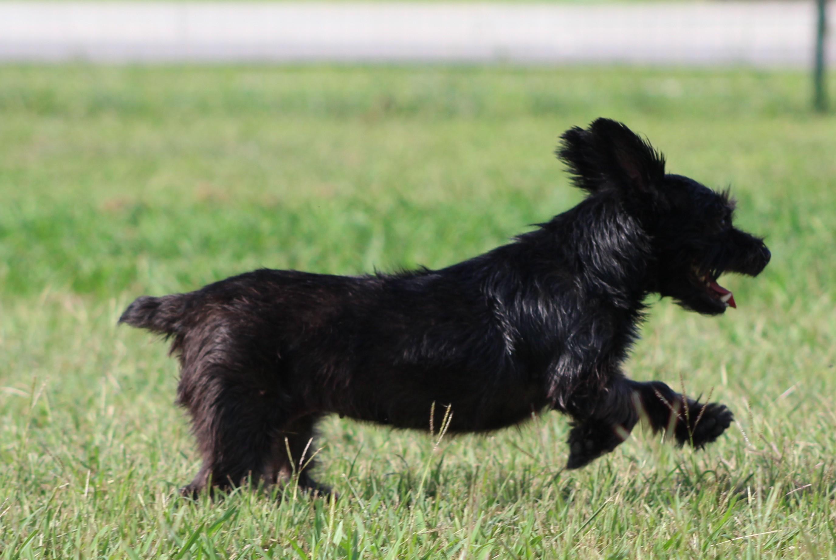 Stella, a ADOPTABLE Yorkshire Terrier in Temple, TX image 5/6