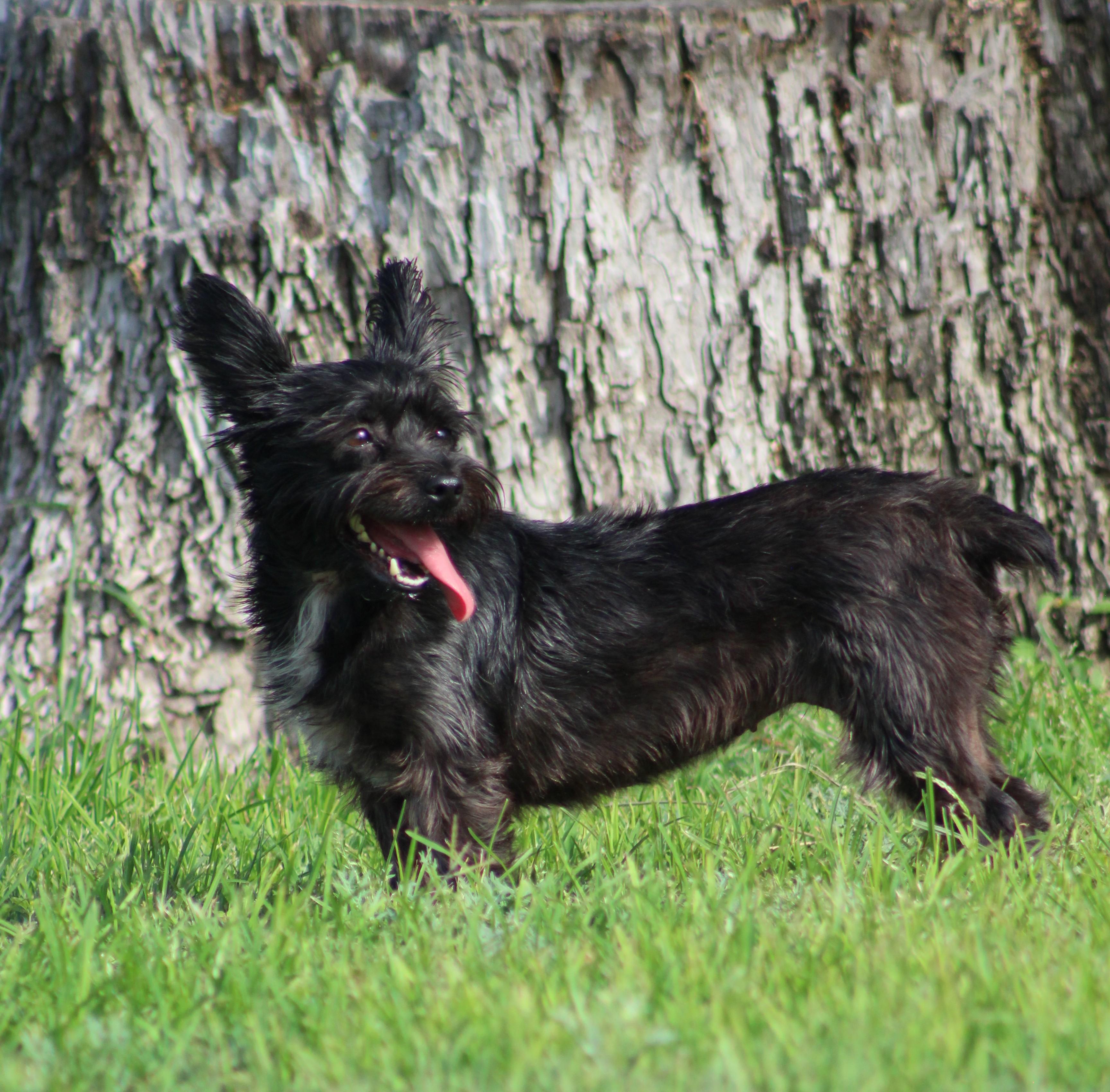Stella, a ADOPTABLE Yorkshire Terrier in Temple, TX image 2/6