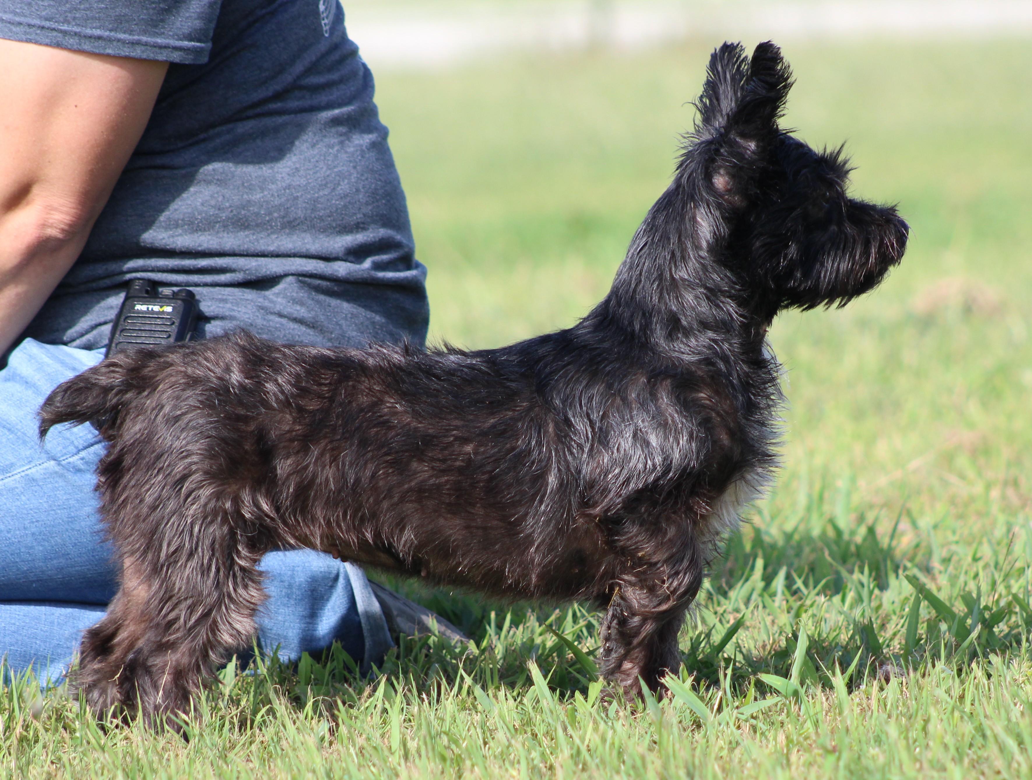Stella, a ADOPTABLE Yorkshire Terrier in Temple, TX image 3/6