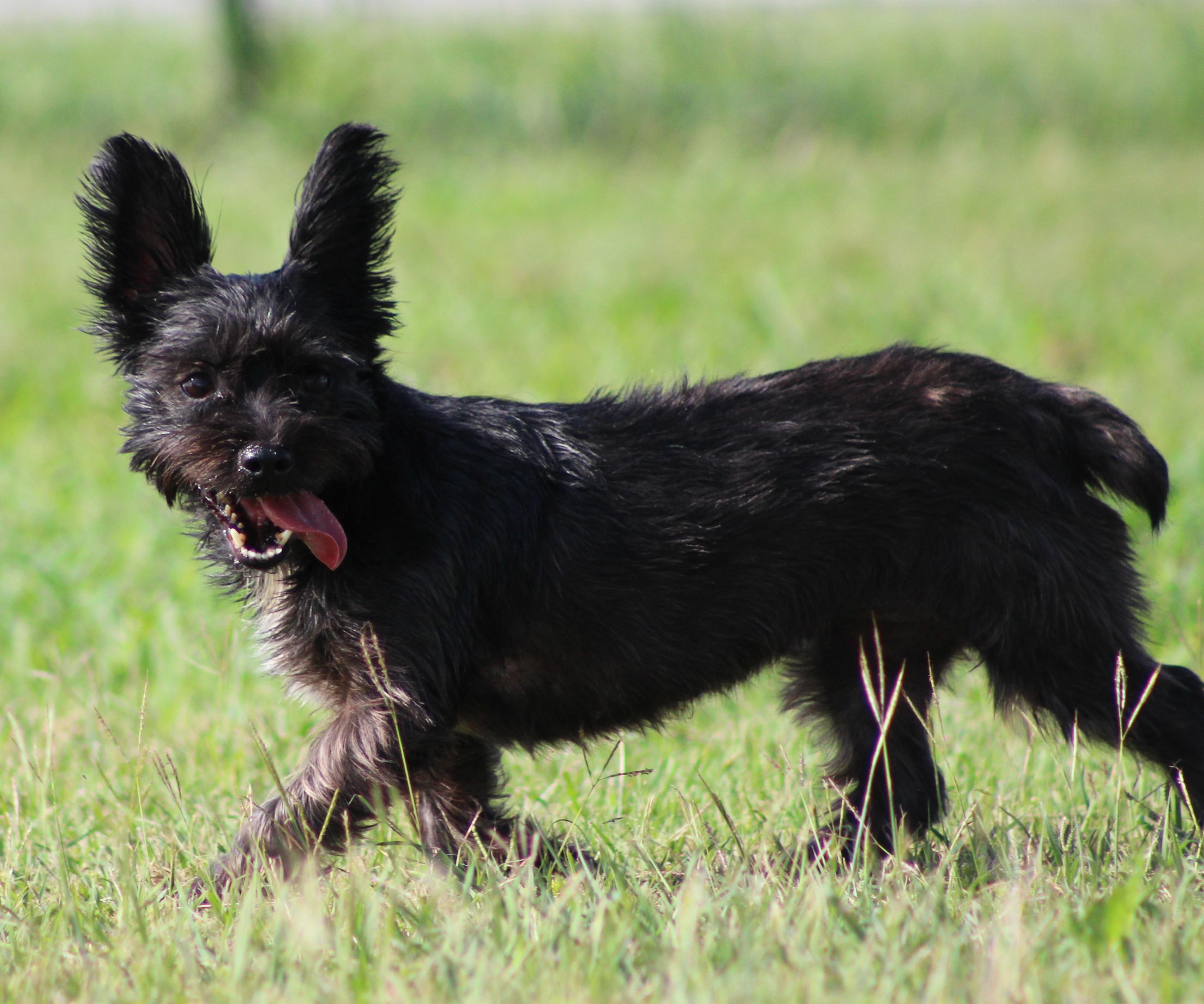 Stella, a ADOPTABLE Yorkshire Terrier in Temple, TX image 1/6