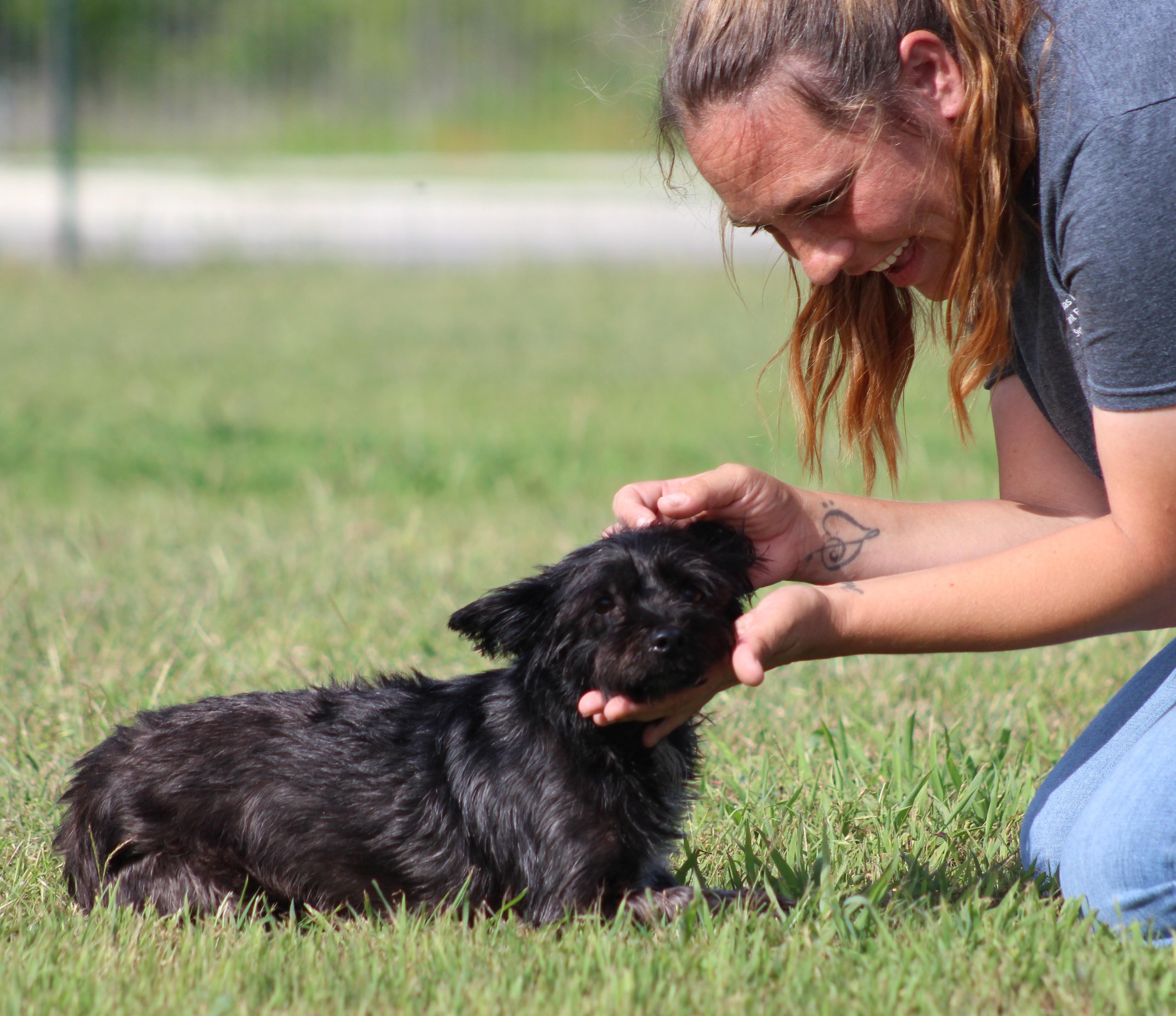 Stella, a ADOPTABLE Yorkshire Terrier in Temple, TX image 4/6