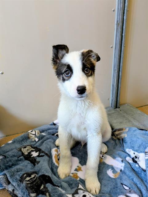 BUC-EES, Adoptable, Puppy Male Border Collie & Mixed Breed.